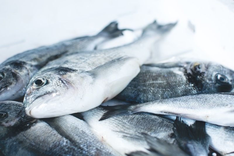Salmones frescos enteros sobre hielo